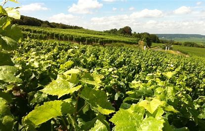 vignoble de Champagne