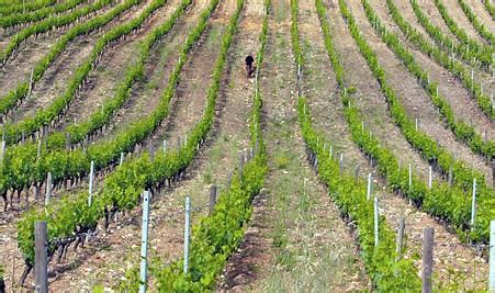 Vinregionen Korsika