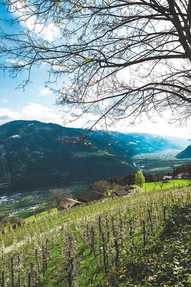 Le vignoble d'Alto-Adige