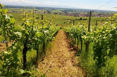 Le vignoble d'Alsace