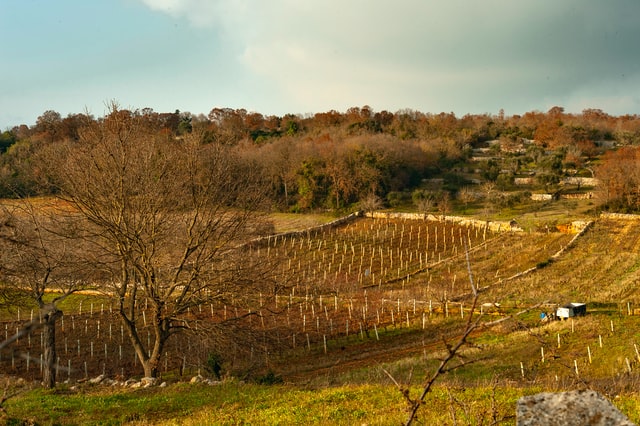 Valle d'itria - vignobles des Pouilles et la Campanie