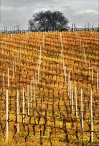 Basilicata wine region