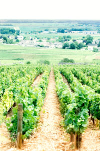 vinregionen Bourgogne